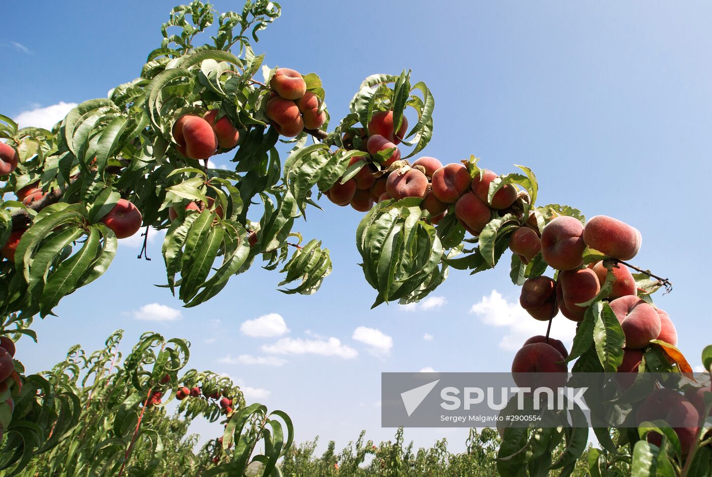 Fruit harvesting in Crimea
