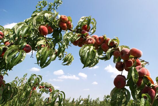Fruit harvesting in Crimea