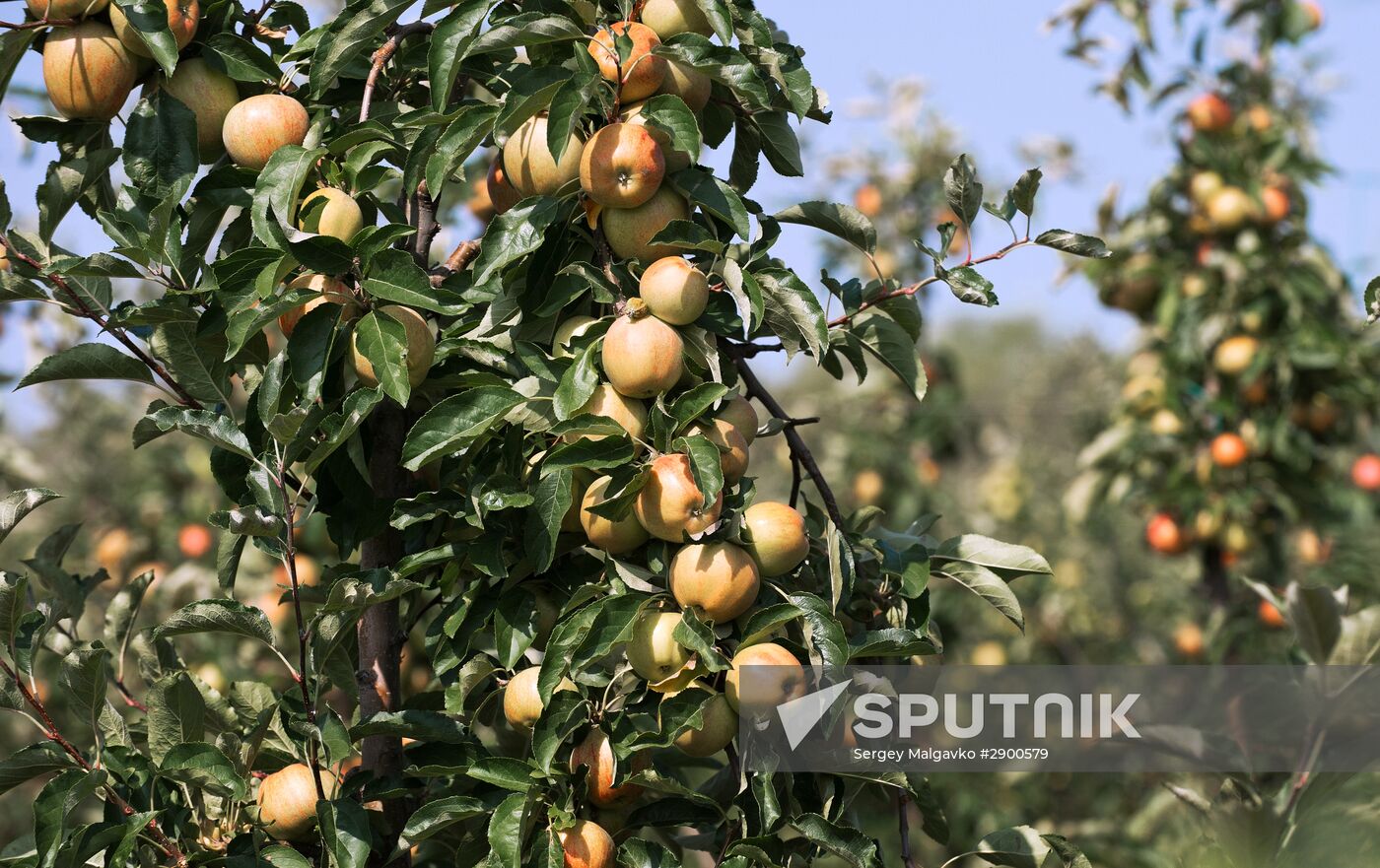 Fruit harvesting in Crimea