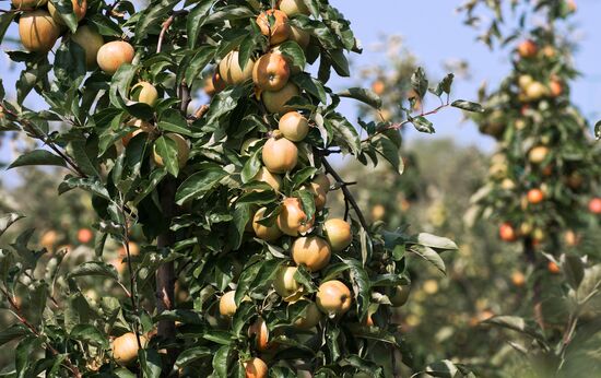 Fruit harvesting in Crimea