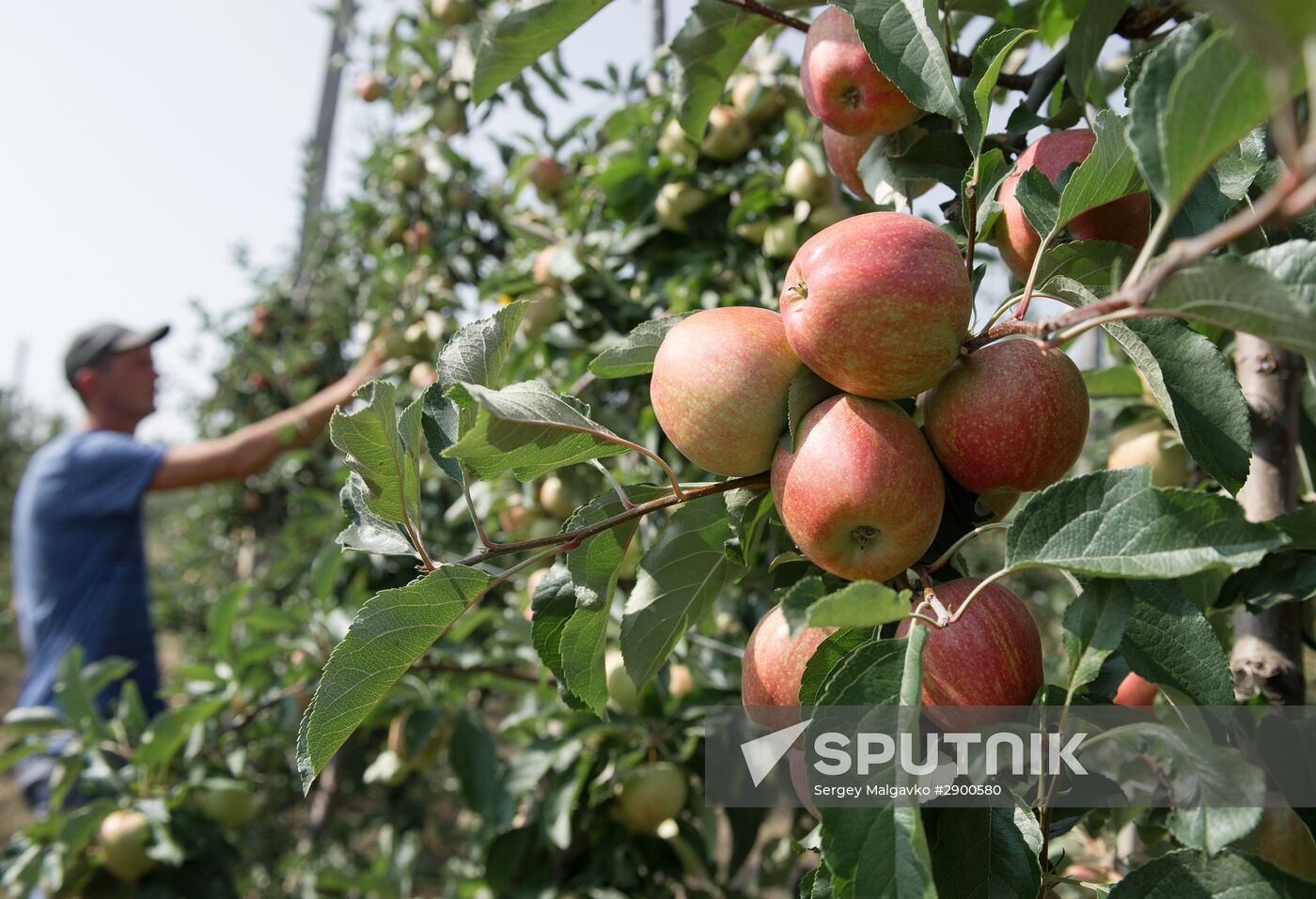 Fruit harvesting in Crimea
