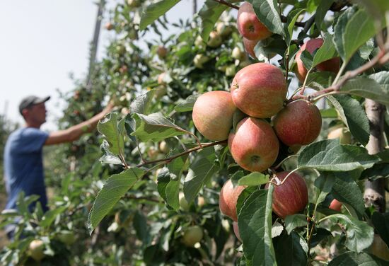 Fruit harvesting in Crimea