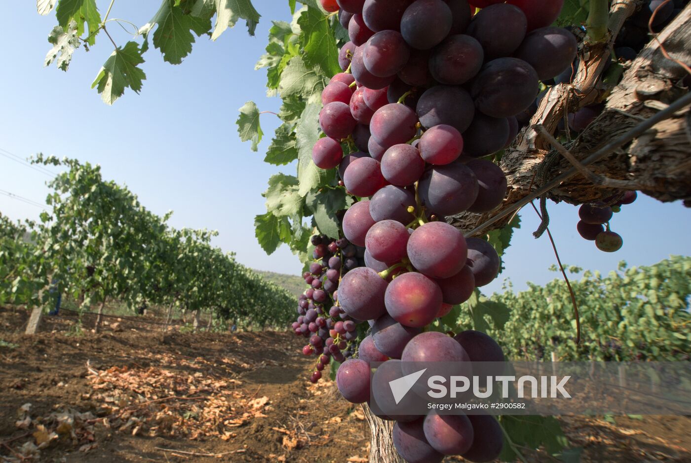 Fruit harvesting in Crimea