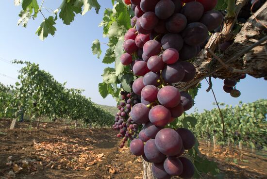 Fruit harvesting in Crimea