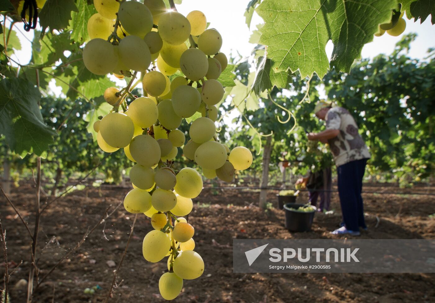 Fruit harvesting in Crimea