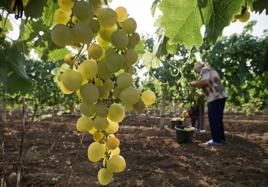 Fruit harvesting in Crimea