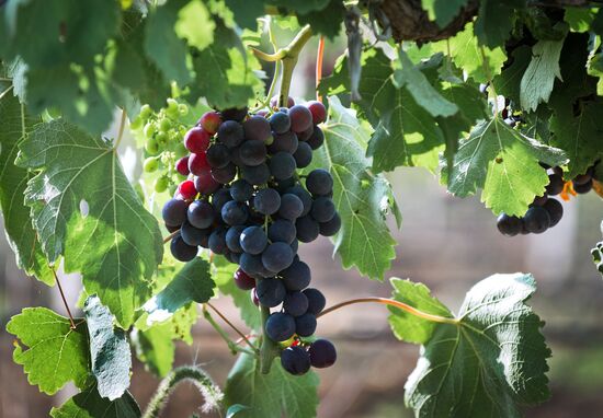 Fruit harvesting in Crimea