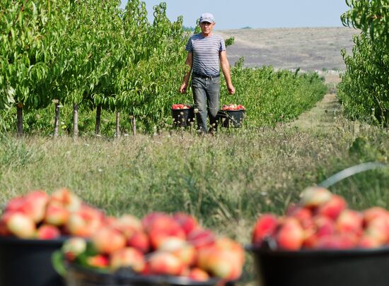 Fruit harvesting in Crimea