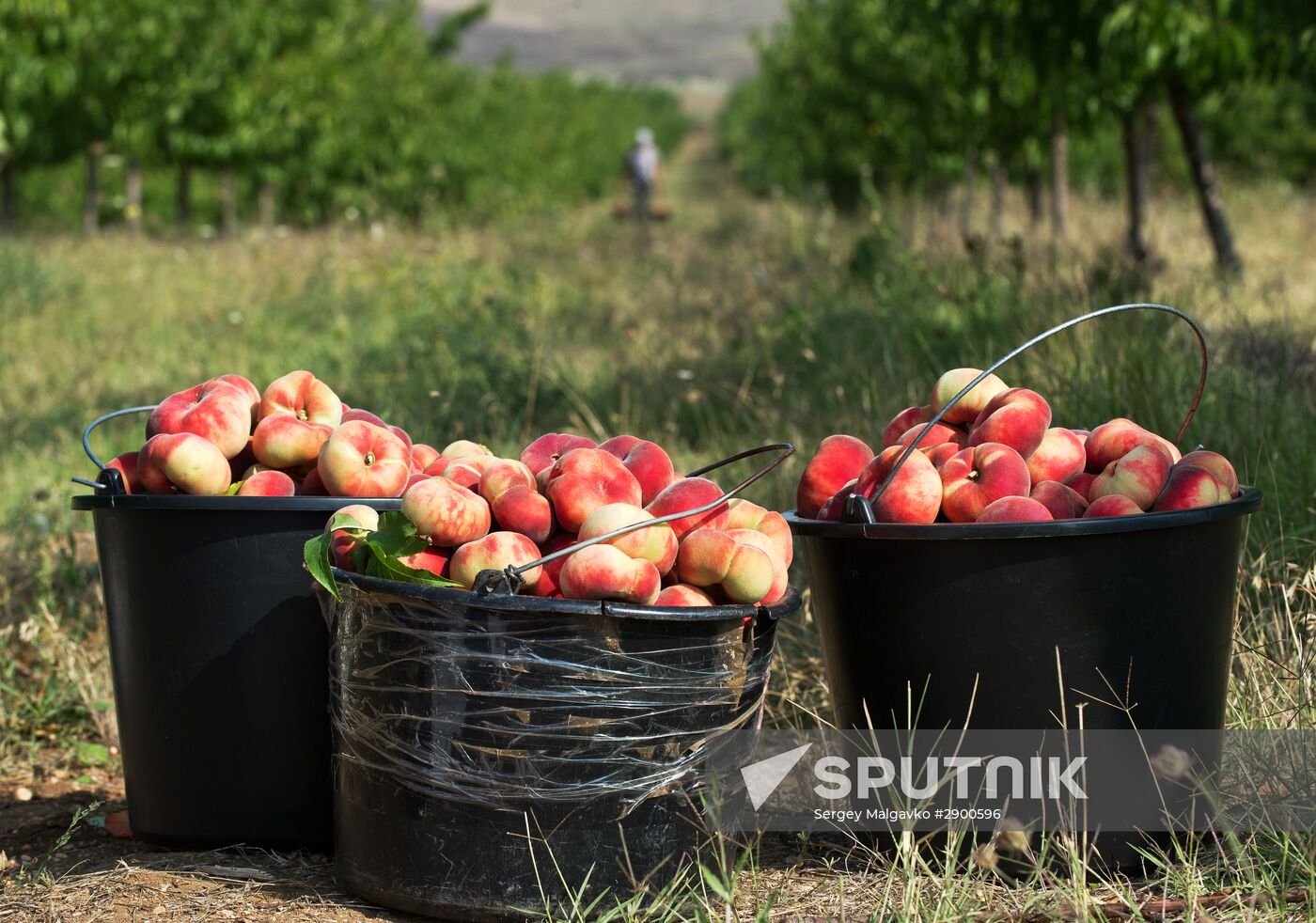 Fruit harvesting in Crimea