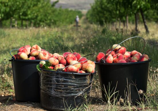 Fruit harvesting in Crimea