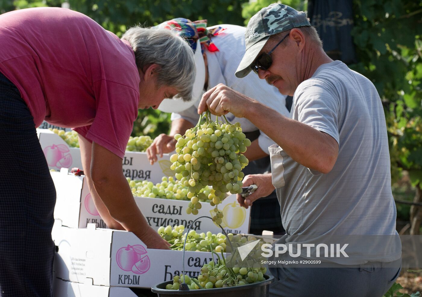 Fruit harvesting in Crimea