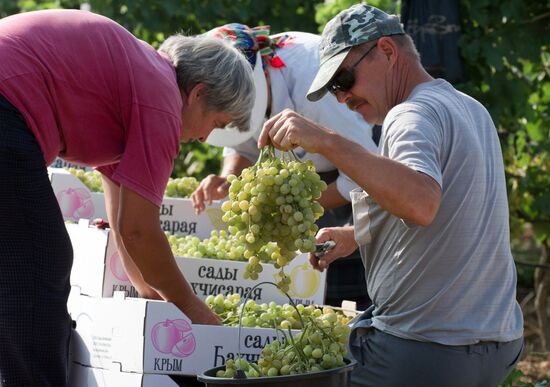 Fruit harvesting in Crimea