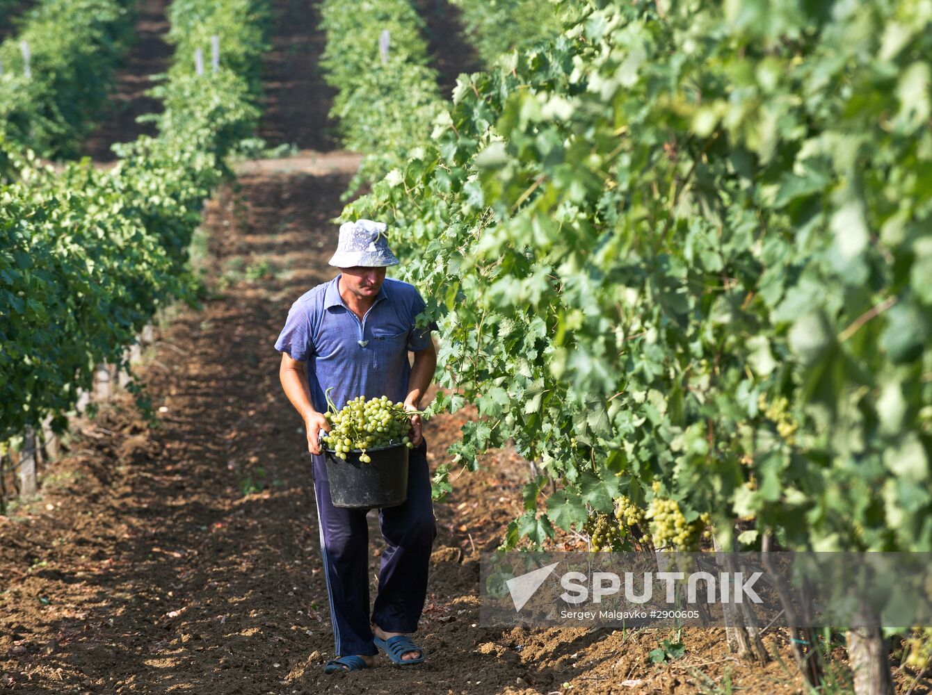 Fruit harvesting in Crimea