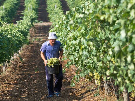 Fruit harvesting in Crimea