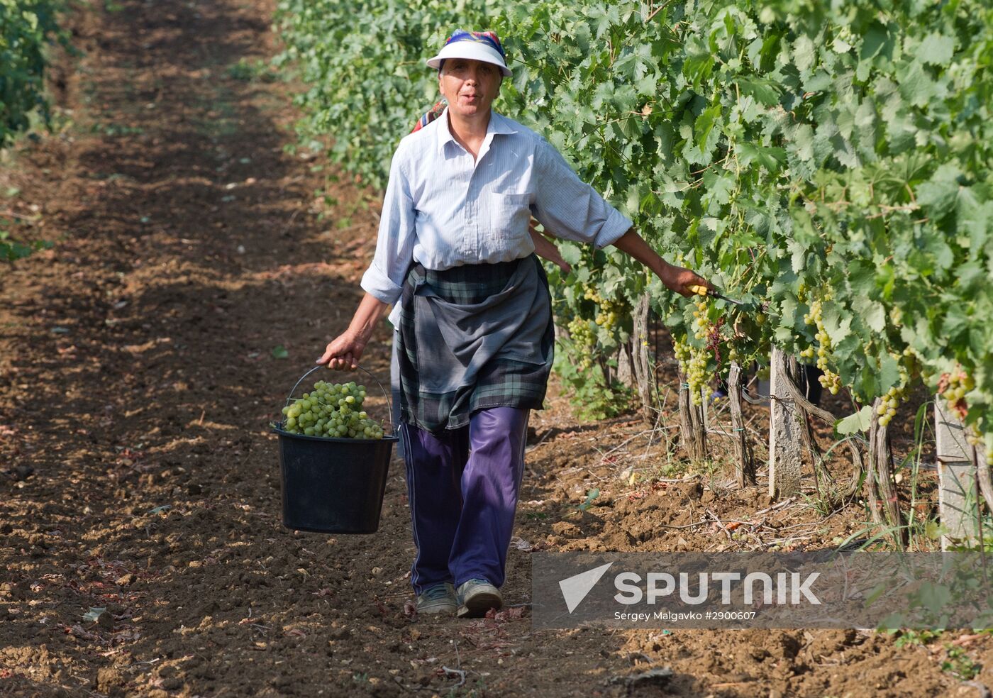 Fruit harvesting in Crimea