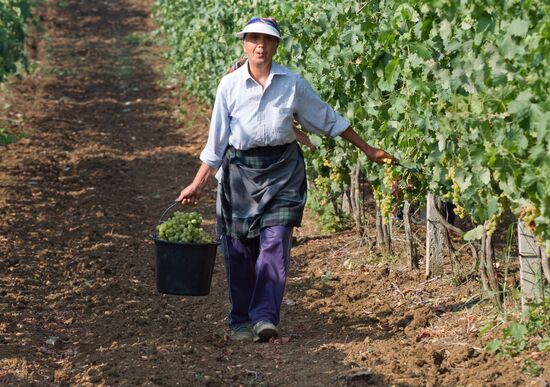 Fruit harvesting in Crimea