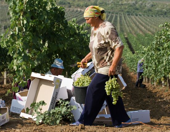 Fruit harvesting in Crimea