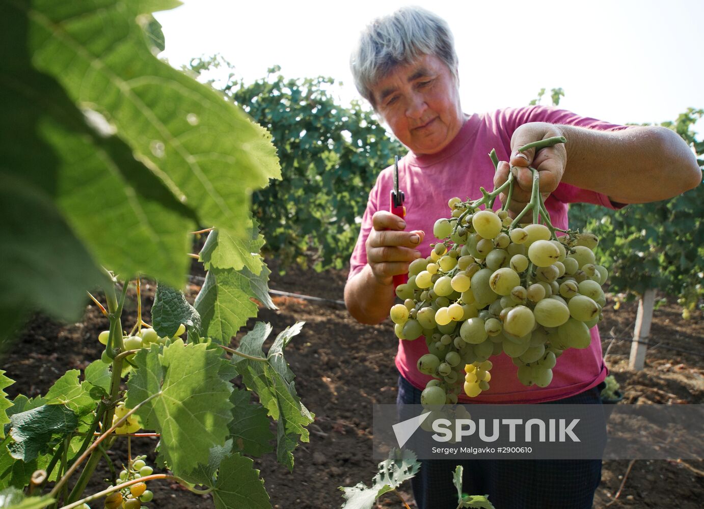 Fruit harvesting in Crimea