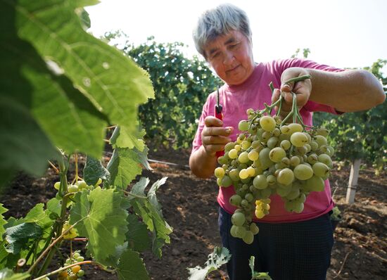 Fruit harvesting in Crimea