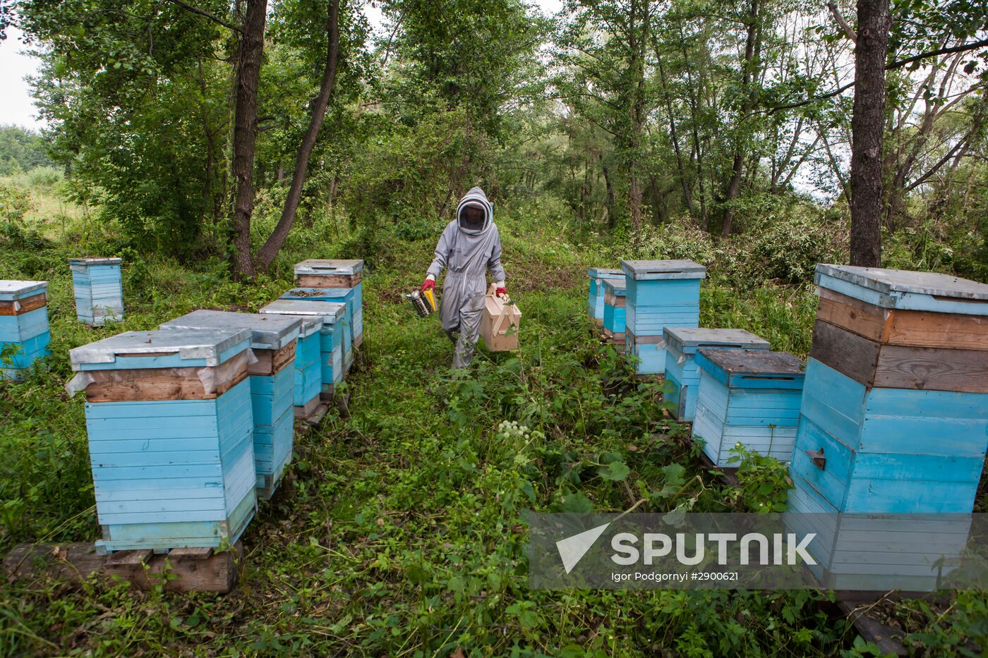 An apiary in the Ruazan Region