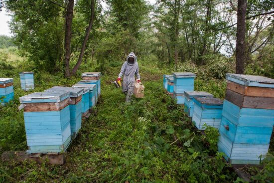 An apiary in the Ruazan Region