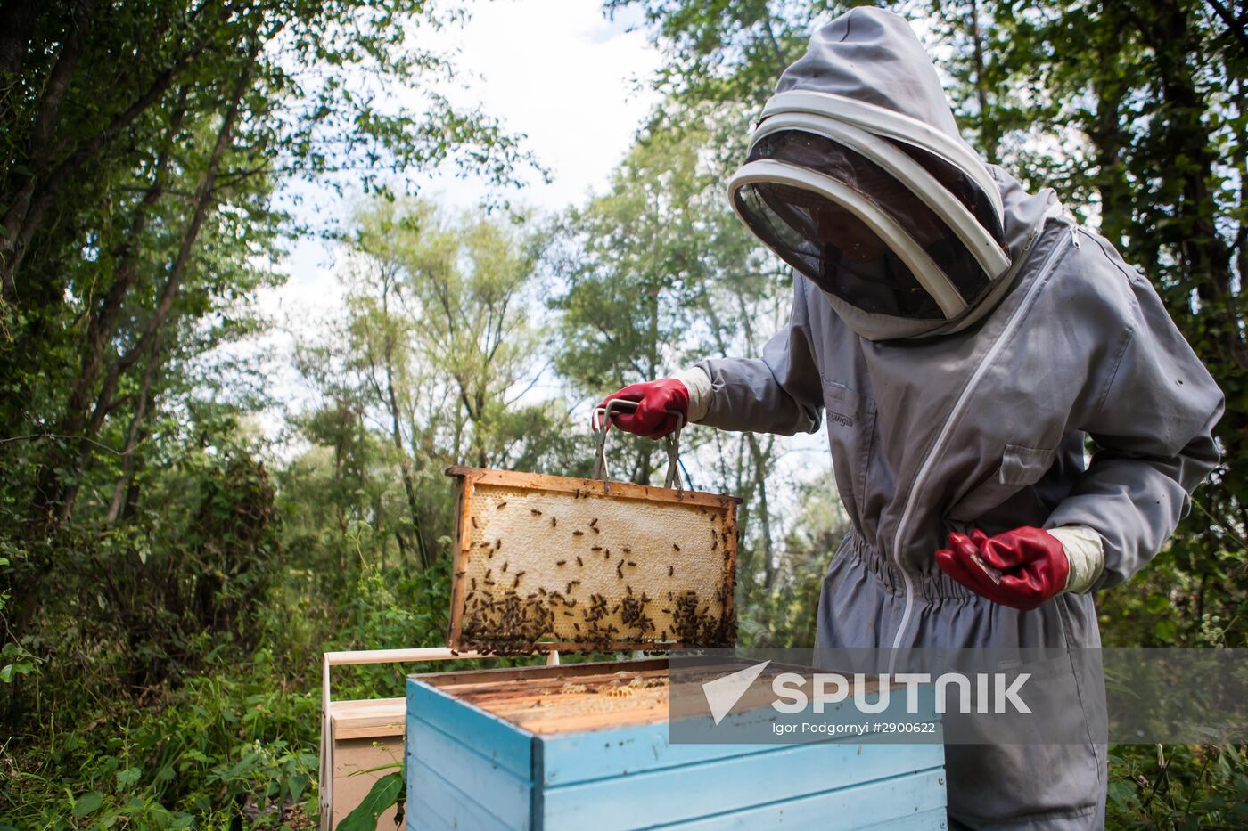 An apiary in the Ruazan Region