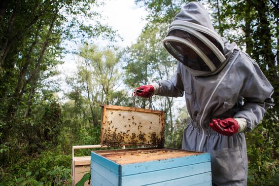 An apiary in the Ruazan Region