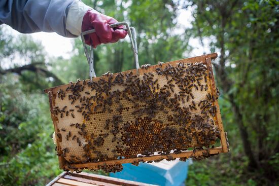 An apiary in the Ryazan Region