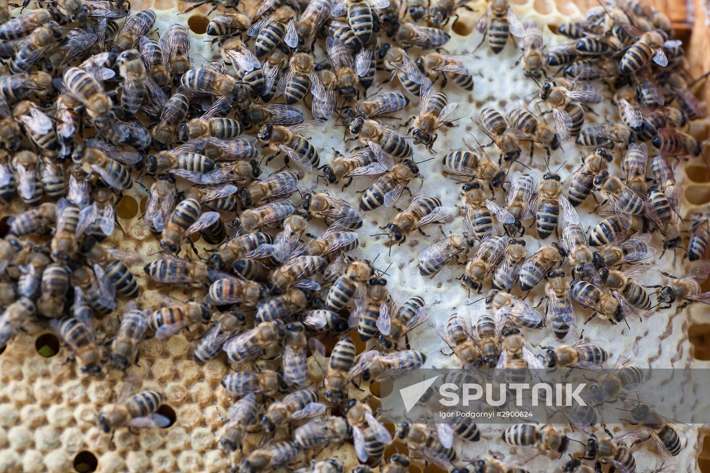 An apiary in the Ryazan Region