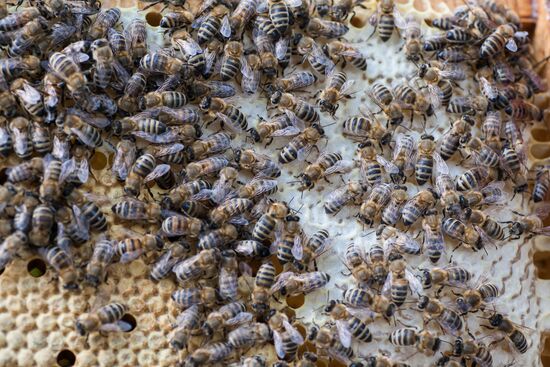 An apiary in the Ryazan Region