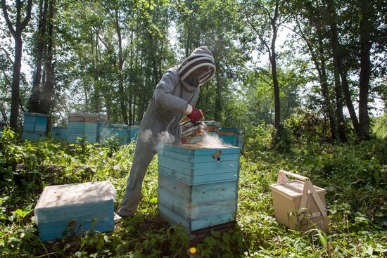 An apiary in the Ryazan Region