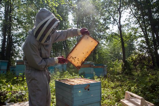 An apiary in the Ryazan Region