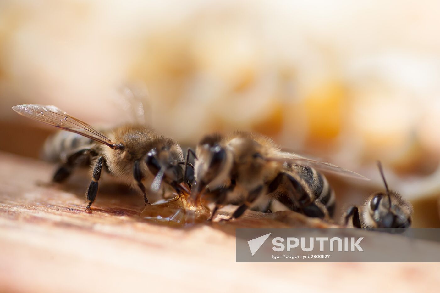 An apiary in the Ryazan Region