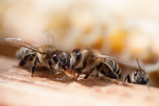 An apiary in the Ryazan Region