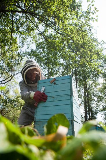 An apiary in the Ryazan Region