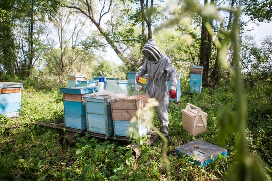 An apiary in the Ryazan Region