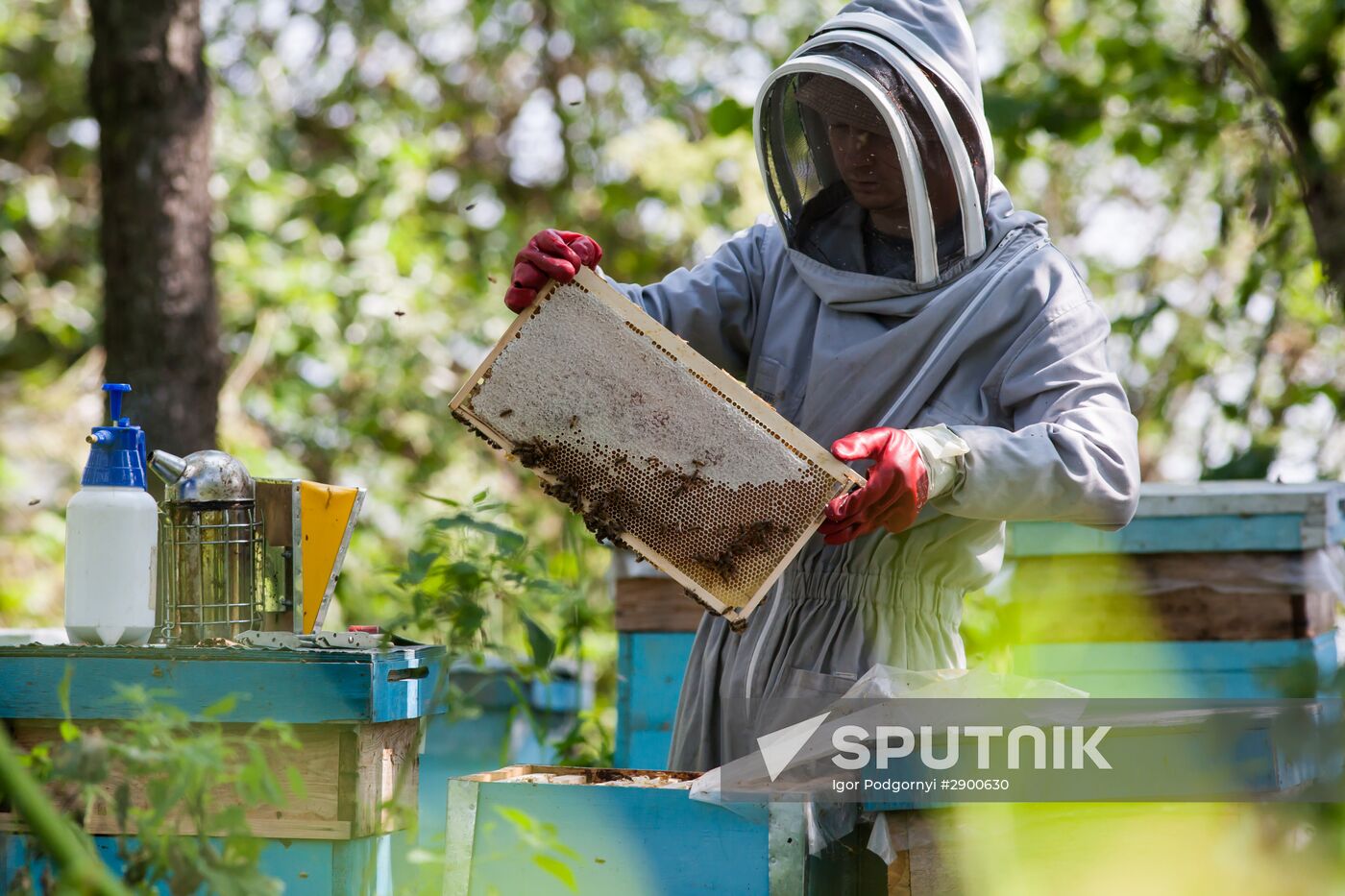An apiary in the Ryazan Region