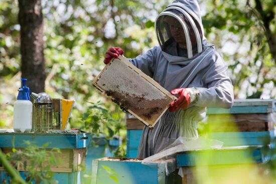 An apiary in the Ryazan Region