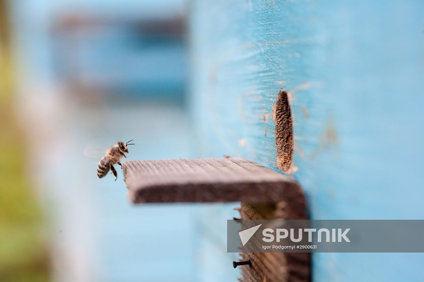 Apiary in Ryazan Region