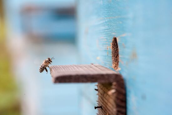 Apiary in Ryazan Region
