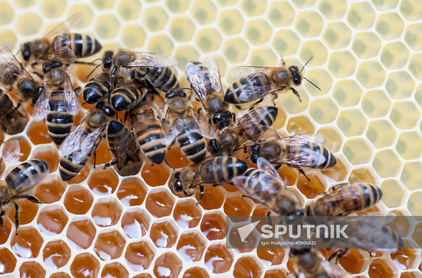 An apiary in the Ryazan Region