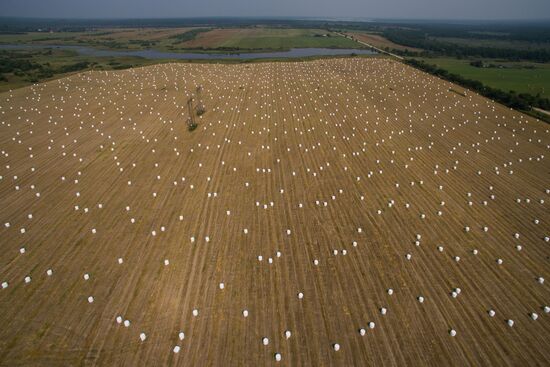 Field with stowed sheafs of straw