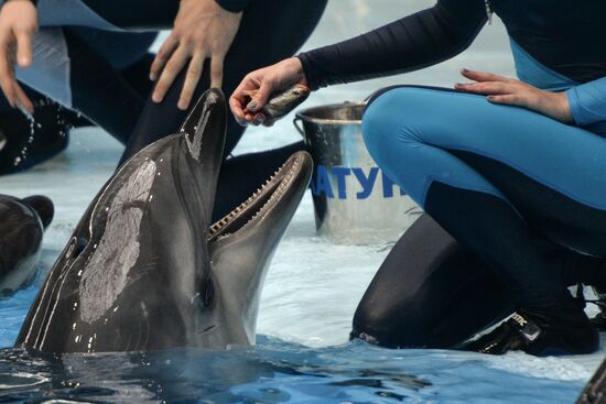 Dolphinarium opens in Novosibirsk