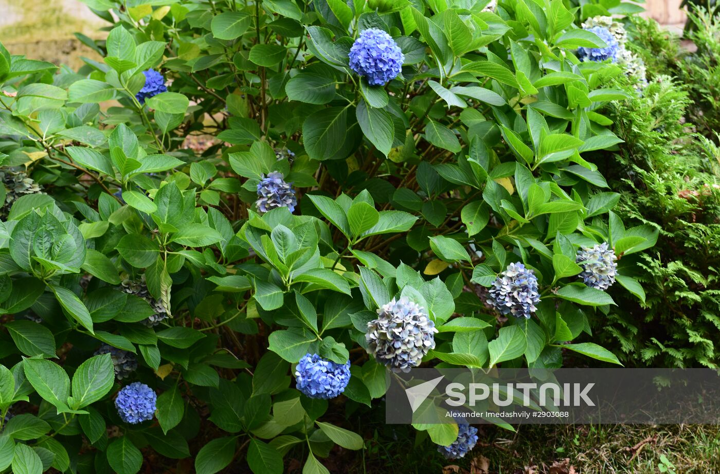 Botanical Gardens in Batumi