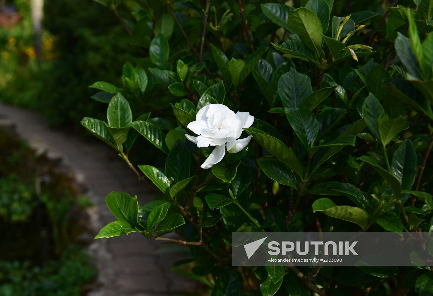 The Batumi Botanical Garden