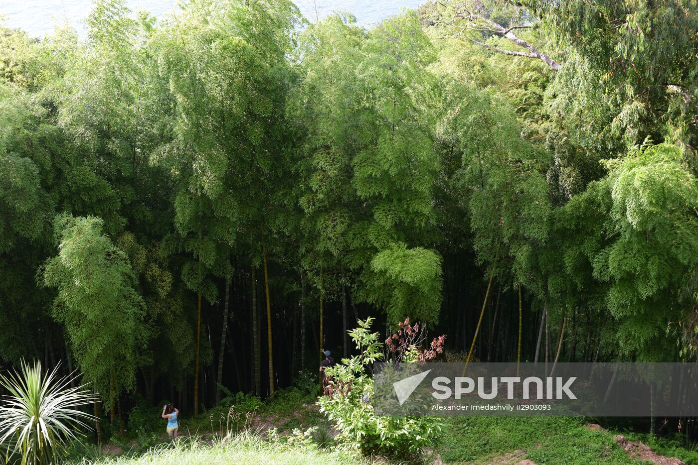 Botanical Gardens in Batumi