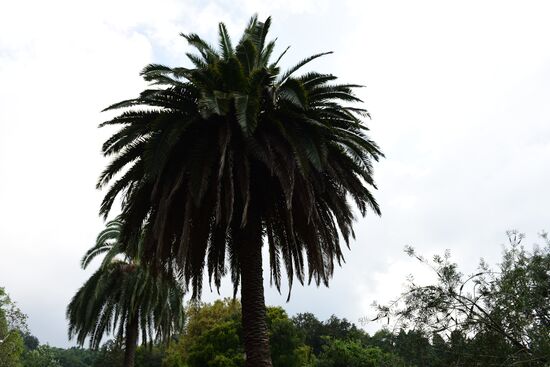 The Batumi Botanical Garden