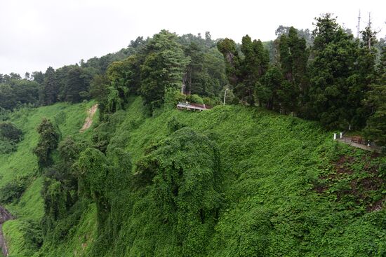 The Batumi Botanical Garden