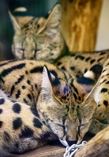 Eberswalde Zoo