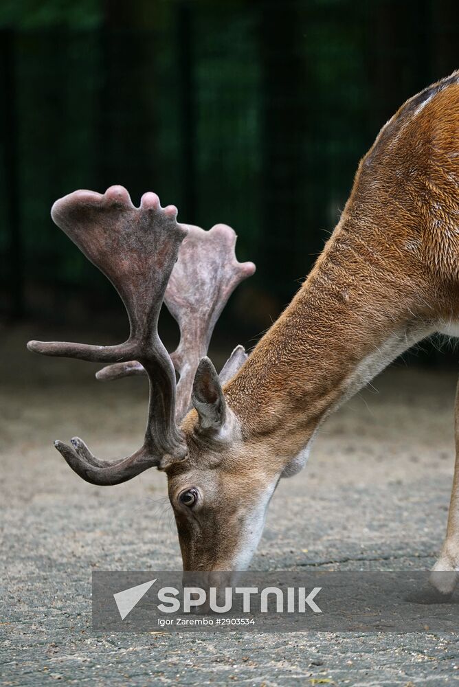 Eberswalde Zoo